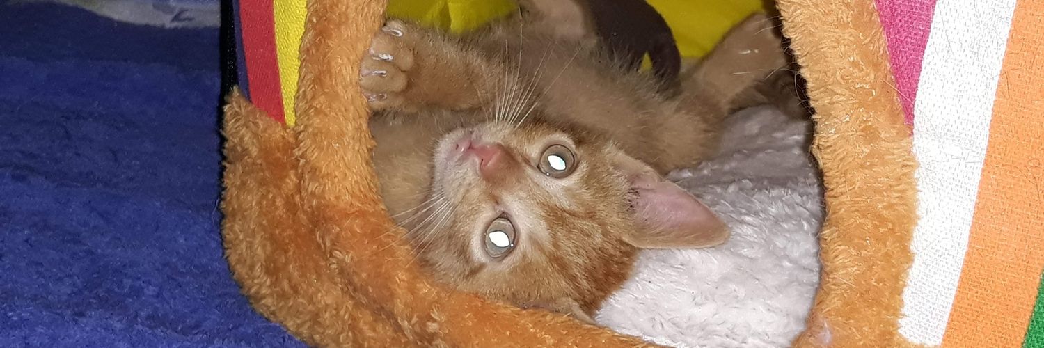 Reginas Tierrettung Preveza Griechenland 🐱's banner