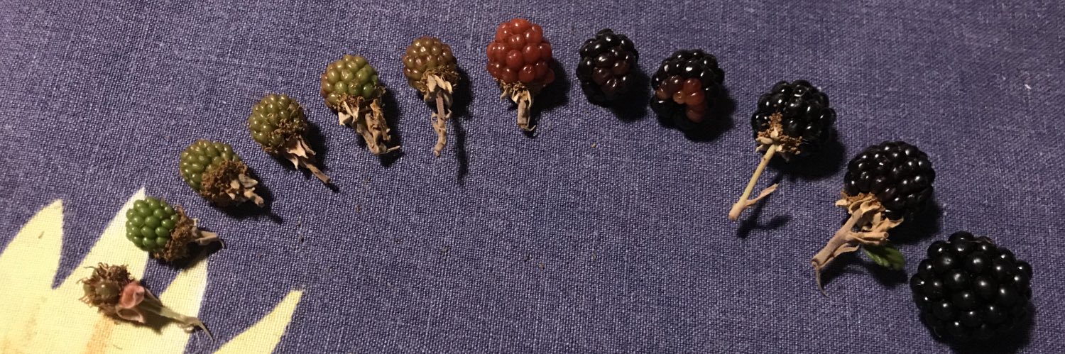 redeglimbecilli's profile banner image