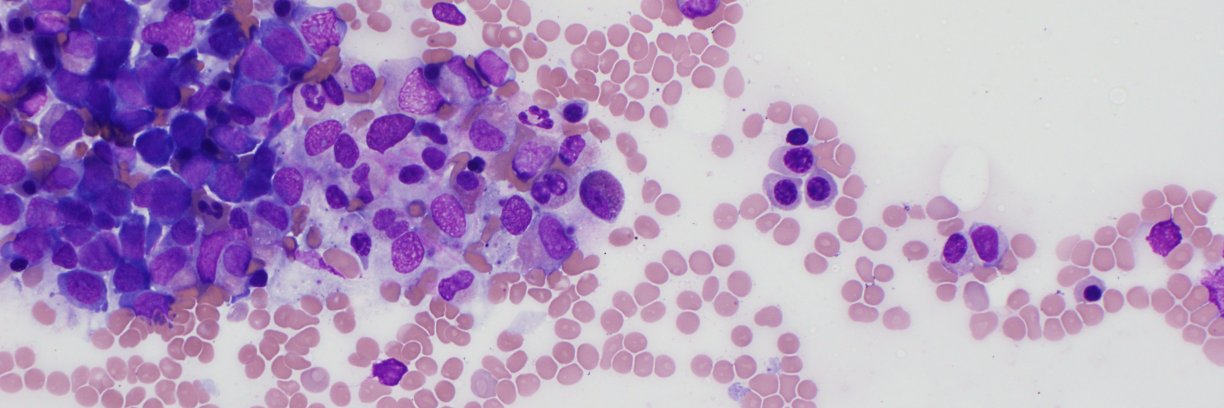 beth margolskee banner