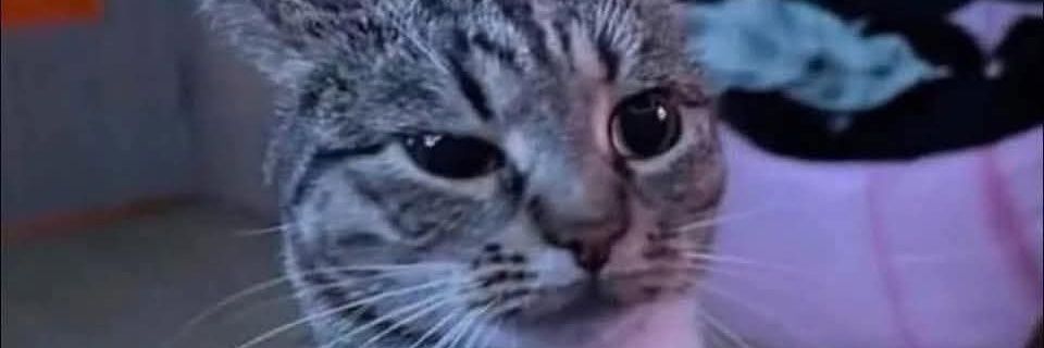 hancarnage's profile banner image