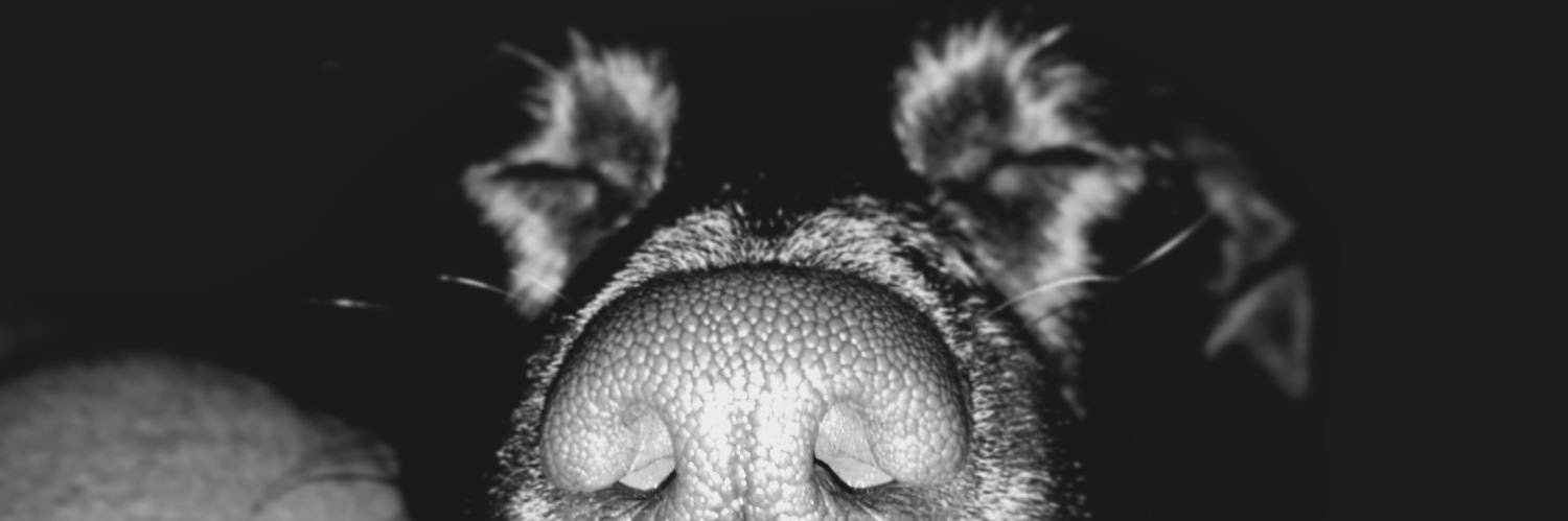 kaylaaahrae's profile banner image
