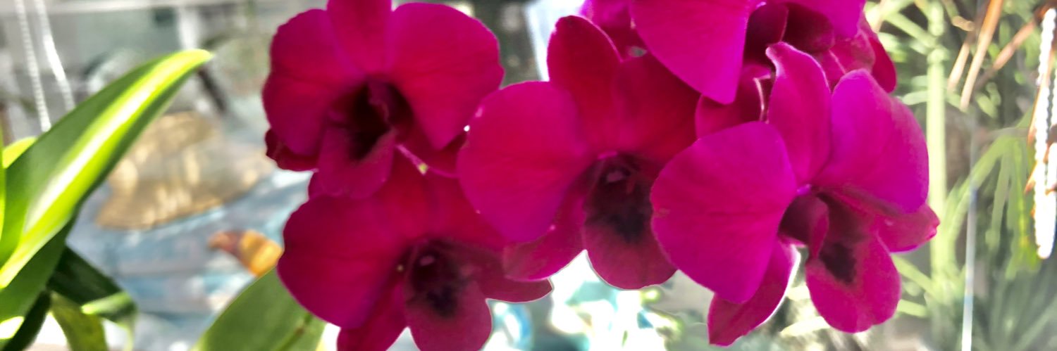 manosimoni's profile banner image