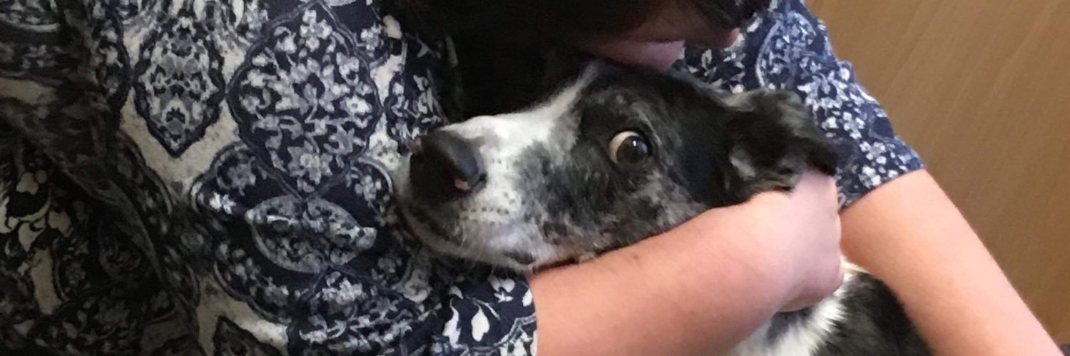 sjsniff's profile banner image