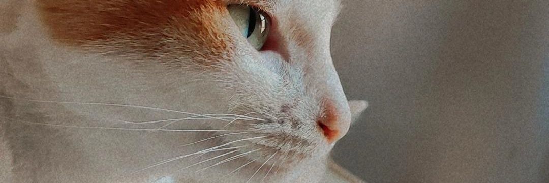 choosecavill's profile banner image