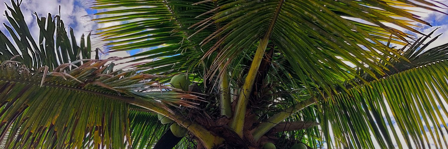 ulaulaana's profile banner image