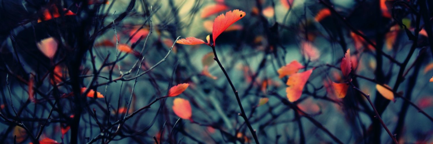 nephertyti's profile banner image