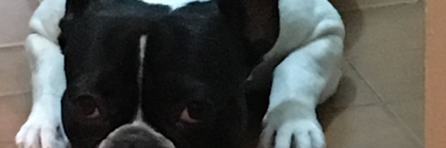 susanittab's profile banner image