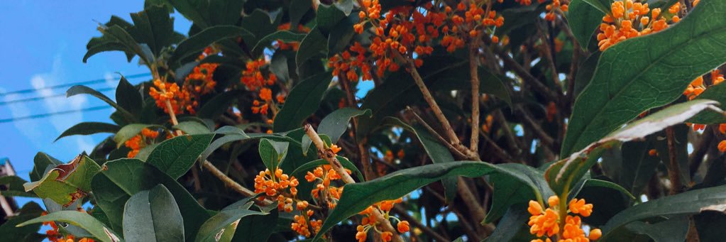 kumao39817455's profile banner image