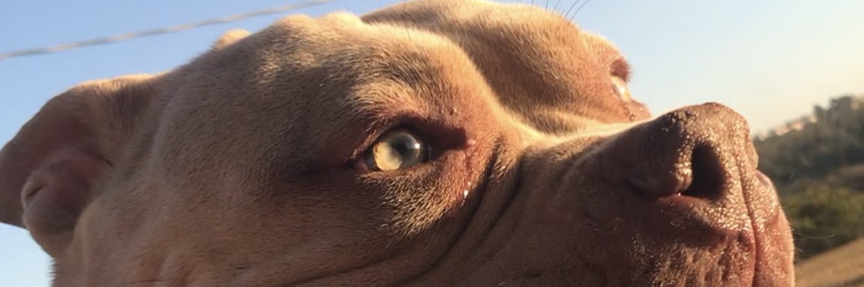 ThigsGomes's profile banner image