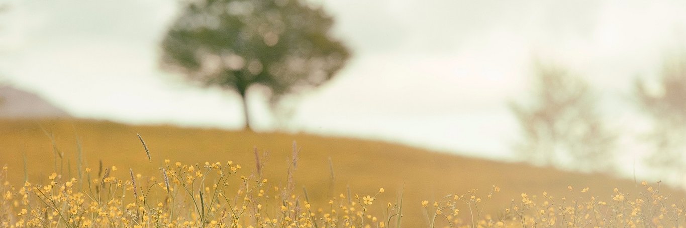 valedesaron's profile banner image