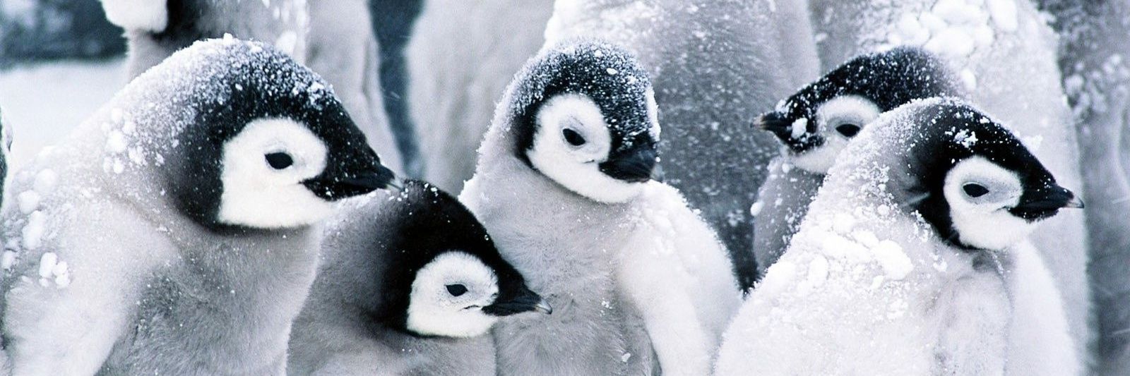 SmushyPenguin's profile banner image