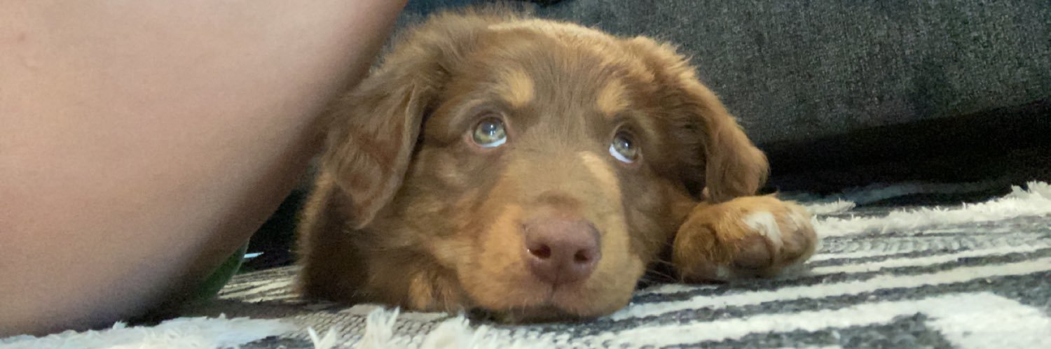 jersie taylor banner