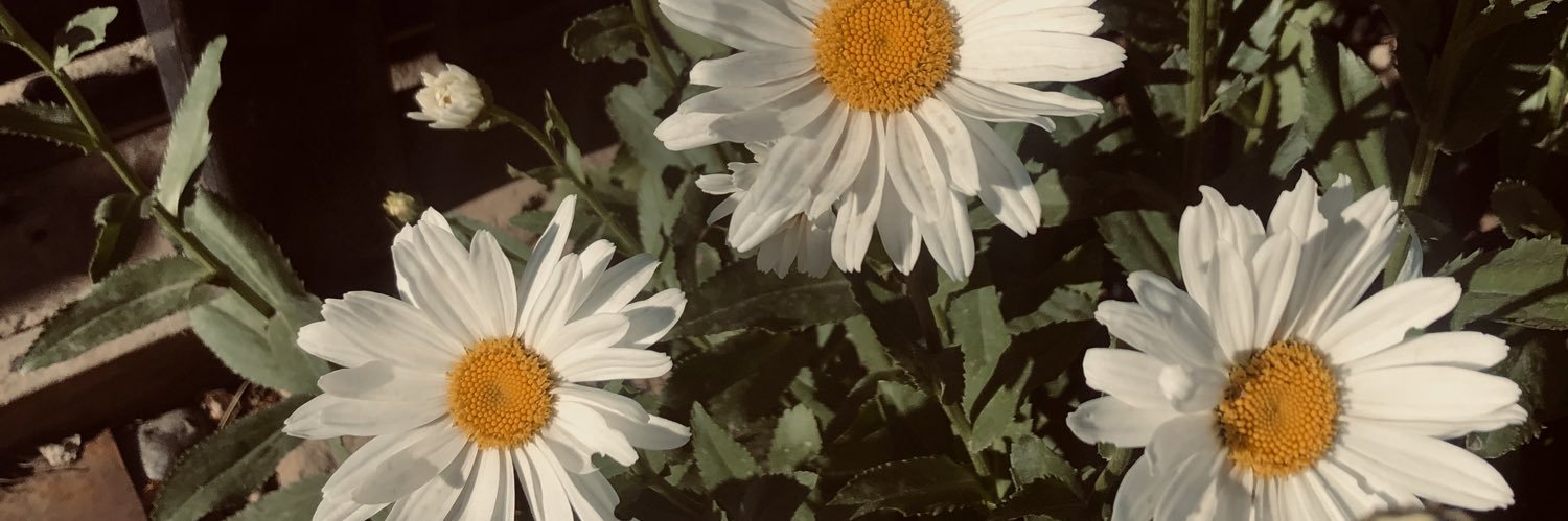 luliharari's profile banner image