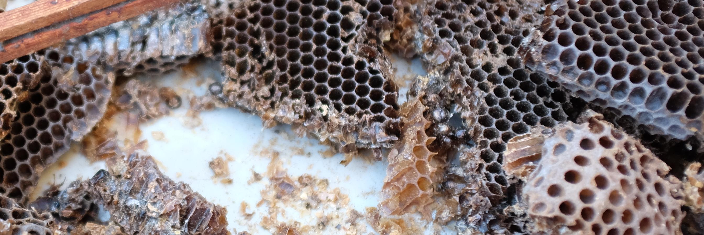 Secret Seed Society banner