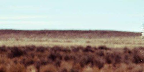 RamblinPanMusic's profile banner image