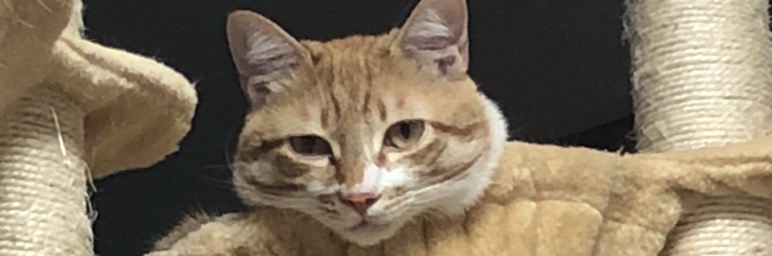 mchiWait's profile banner image
