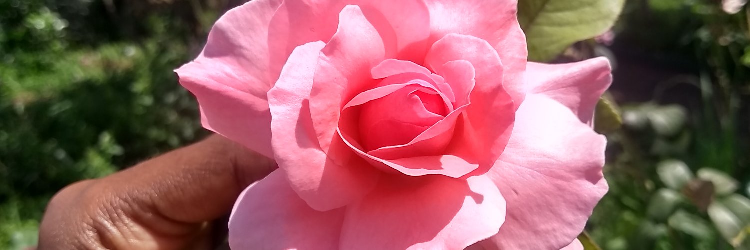 pretanaia's profile banner image