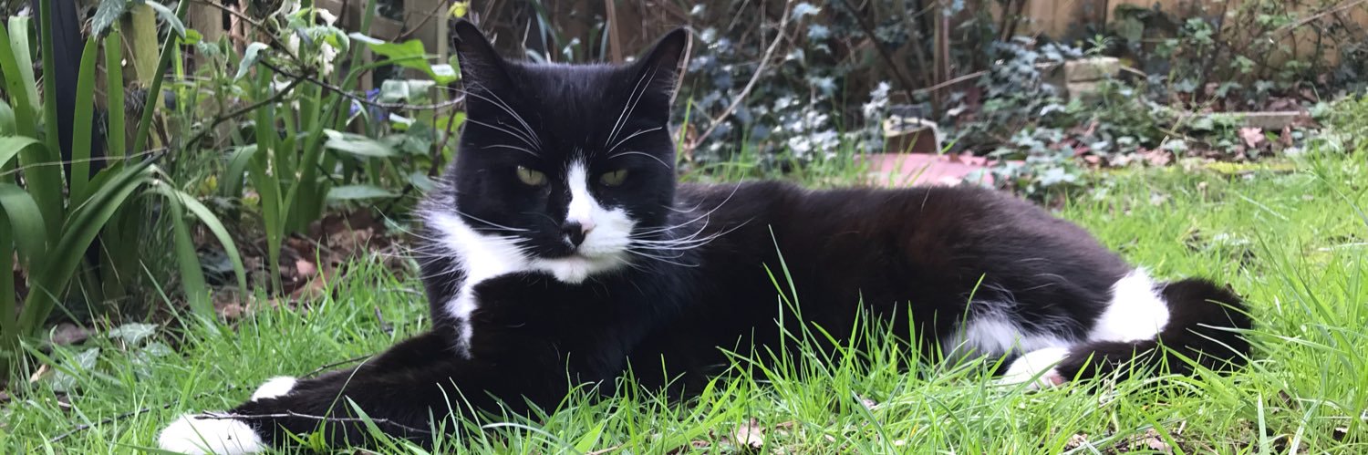 talisman_cat's profile banner image