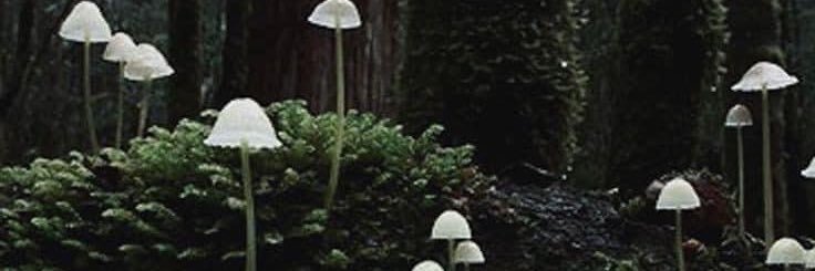 lescrisfolle's profile banner image