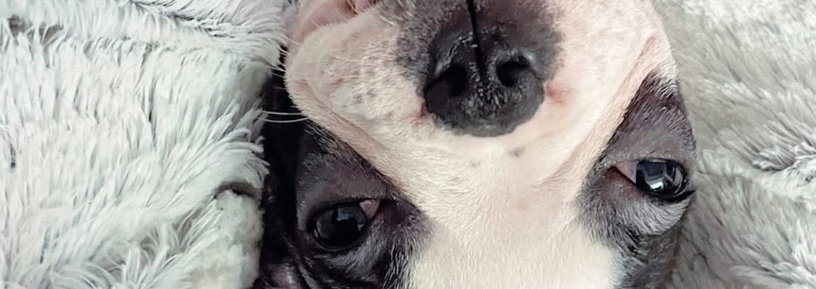 jadepaim's profile banner image