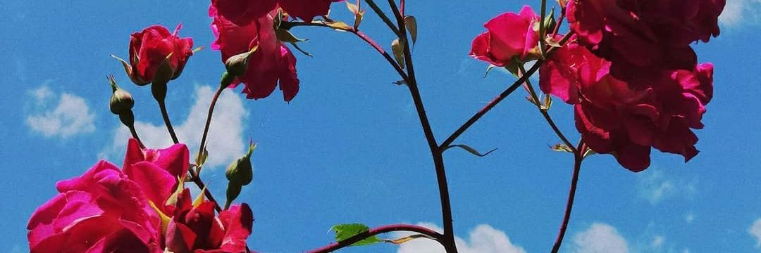 rosdianaps's profile banner image