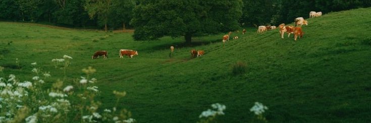 A. banner