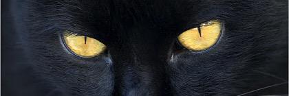 Barbabaruch's profile banner image