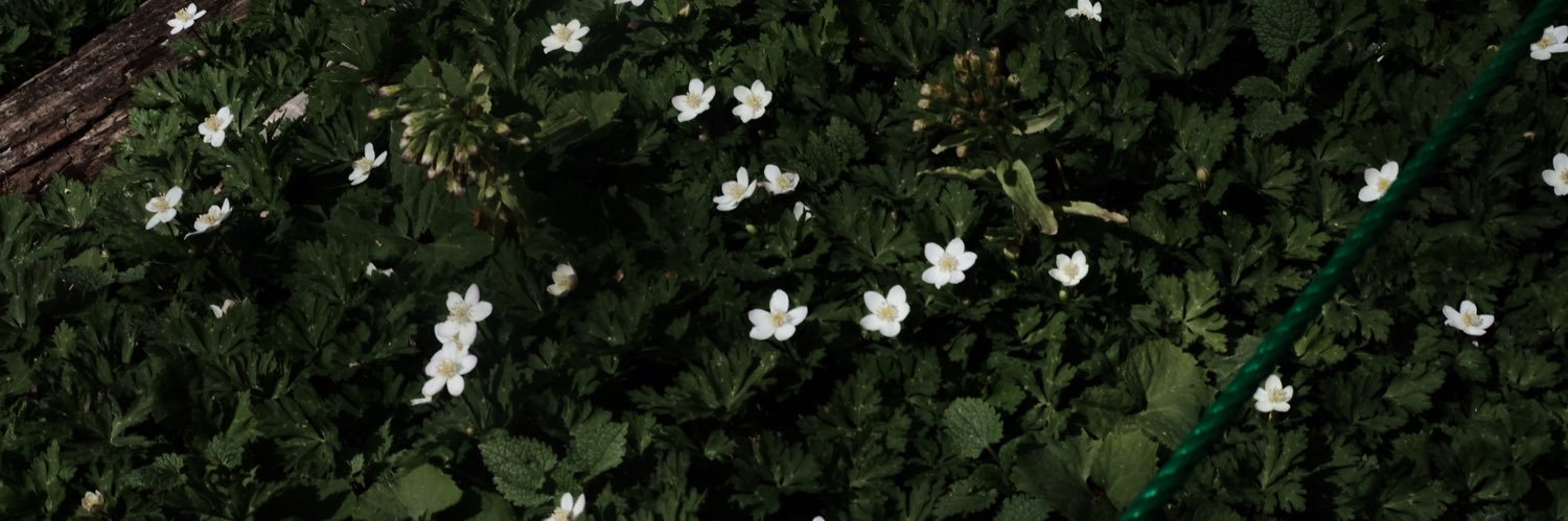tanosii_____'s profile banner image