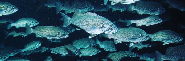 MAREgroup Profile Banner