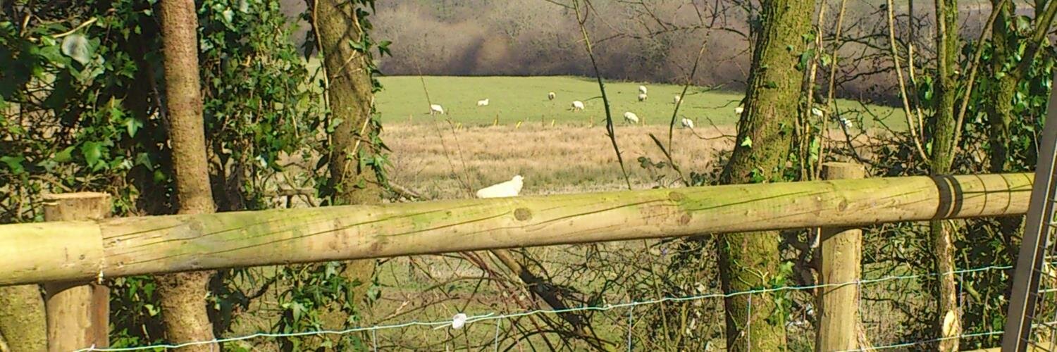 chapelmarsh's profile banner image