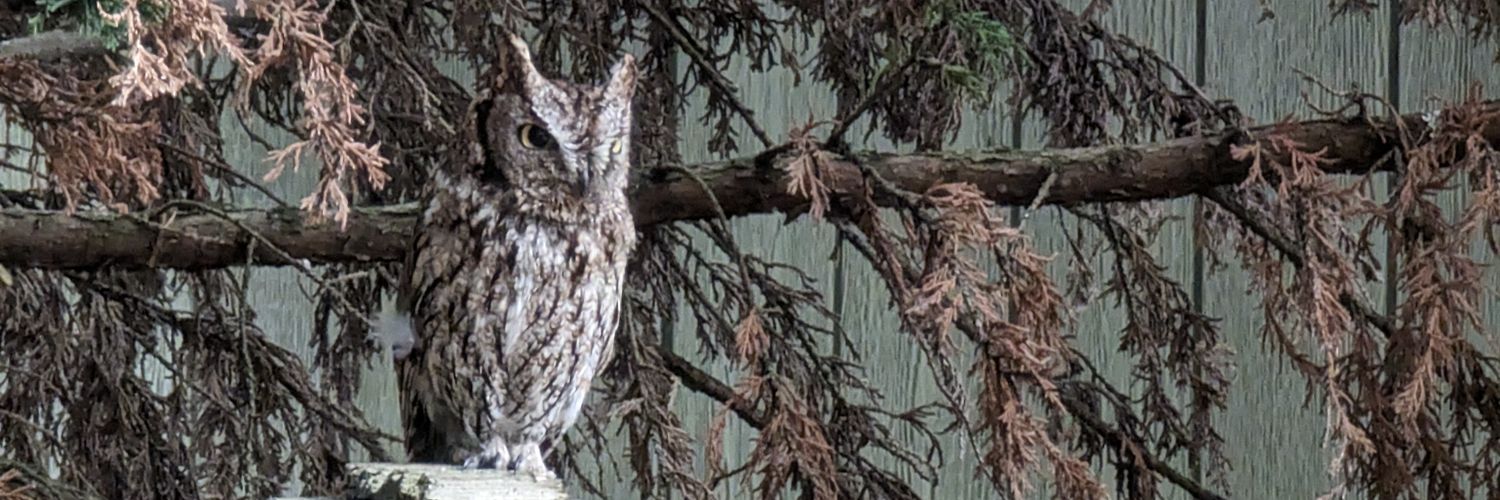 TheBear 🇺🇸 banner