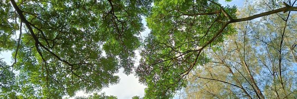 loongzing Profile Banner