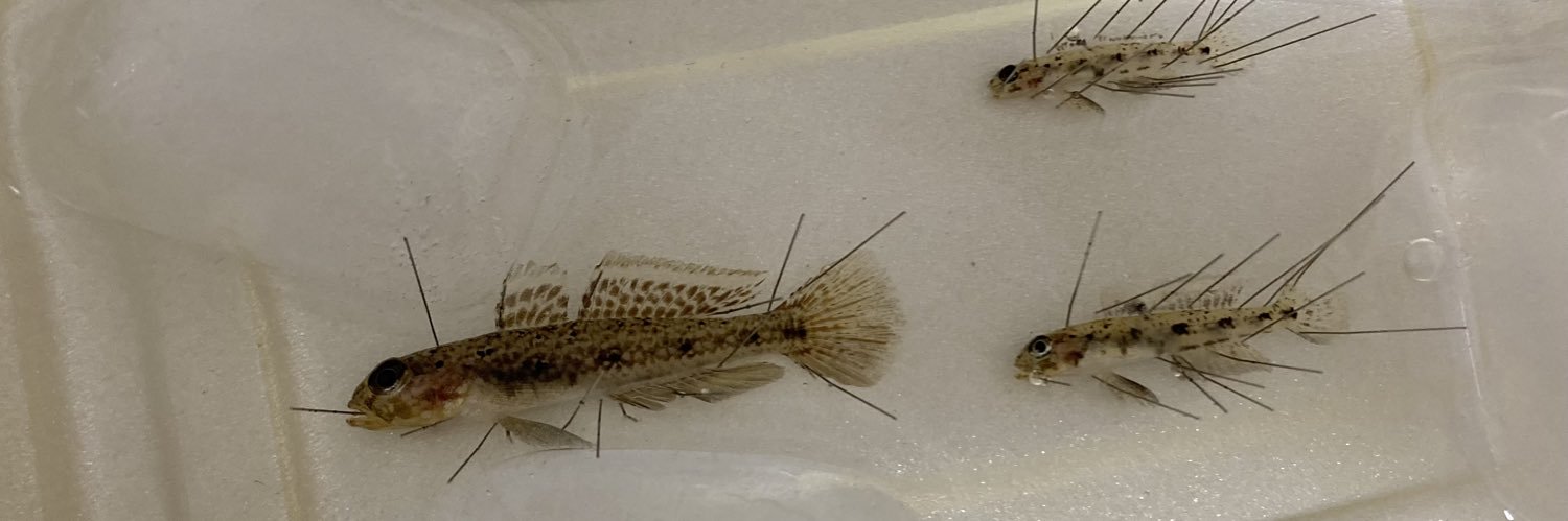 Favonigobius's profile banner image