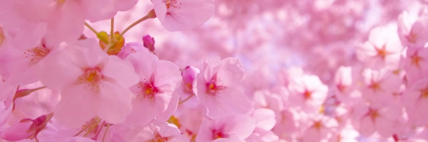 TheSaKuRaIX's profile banner image