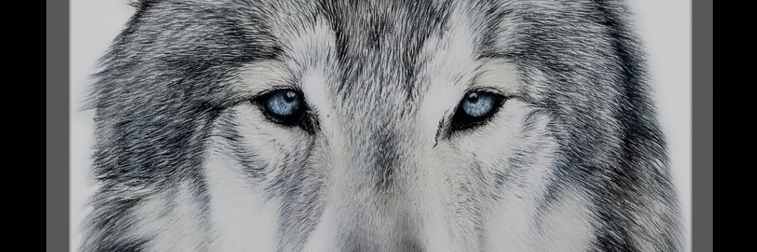 Gray Wolf 🐺 banner