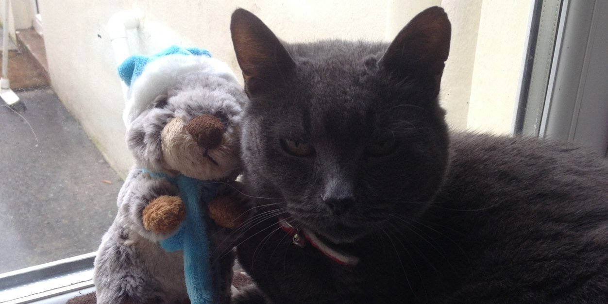 NutkinTheCat's profile banner image