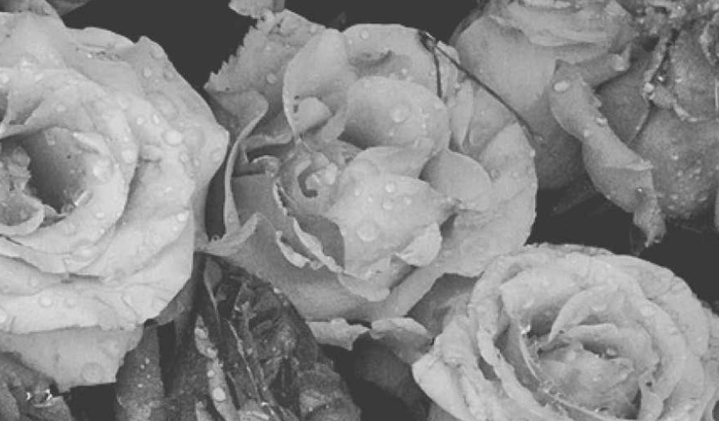 cambaexo's profile banner image