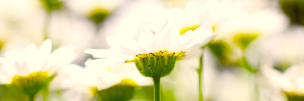 ぱくちー banner
