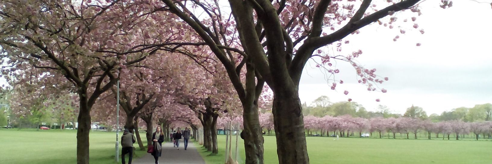 Cristina Castillo banner