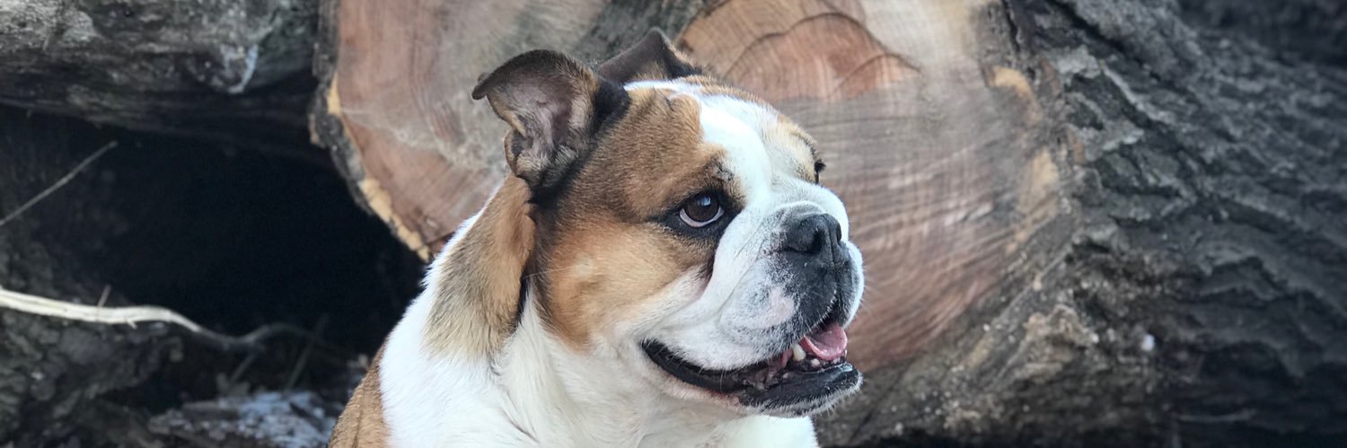 Lucas Peterson banner