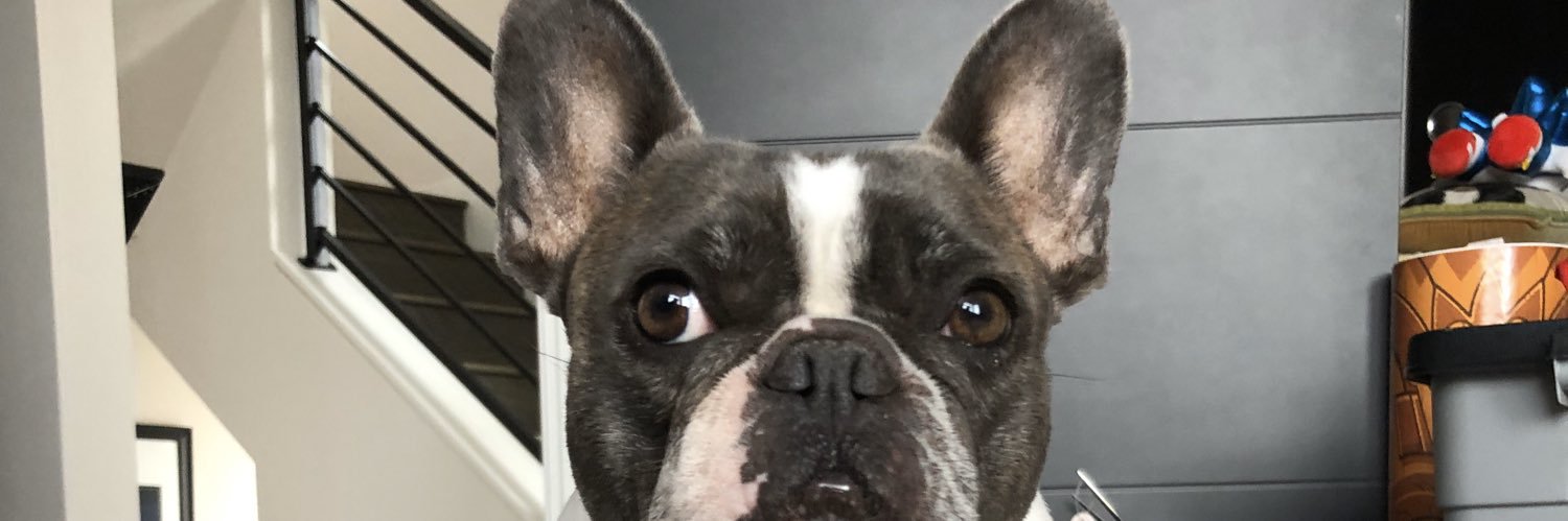 LolaLeFrenchie's profile banner image