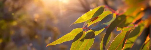 _webhax Profile Banner