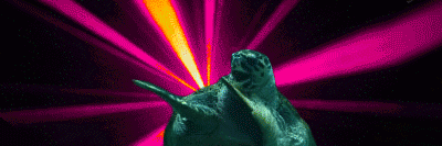 partyturtles's profile banner image