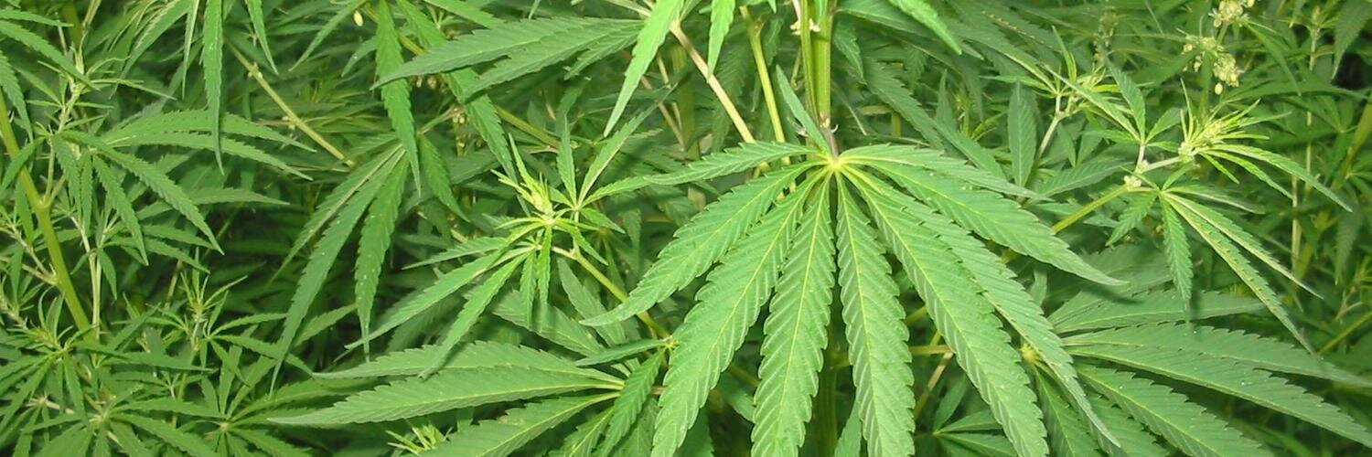 MMarijuanaStock's profile banner image