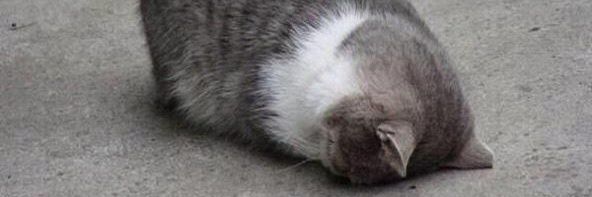 DrEvilKeks's profile banner image