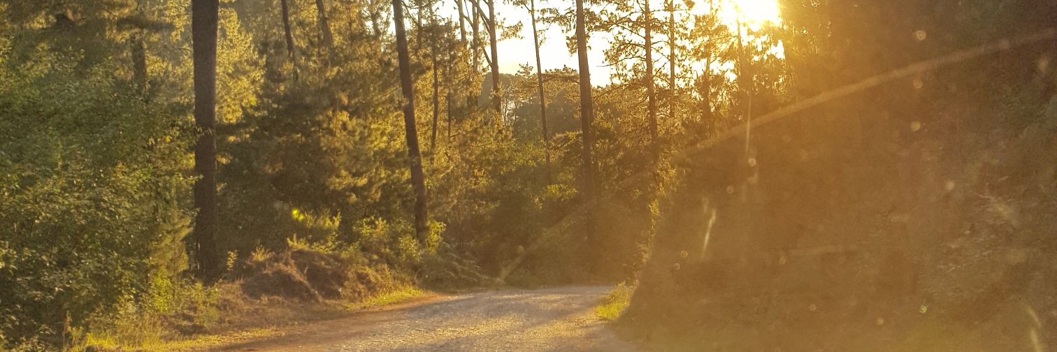 S_t_la's profile banner image