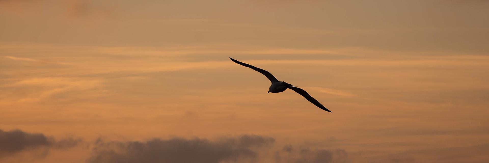 RaffaeleLorello's profile banner image