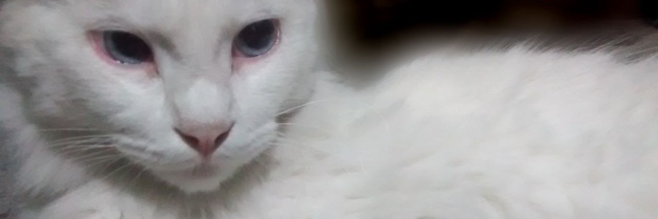 Dandendin's profile banner image