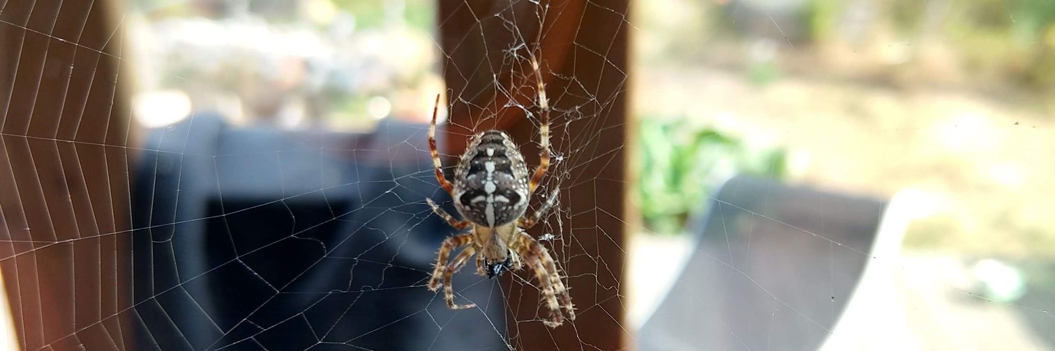 The Contrarian banner