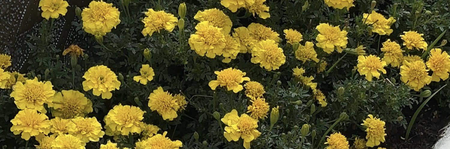 florimperiale's profile banner image